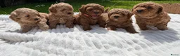 Cockapoo dogs for sale: Wonderful healthy puppies can go to new homes  - Advert 13