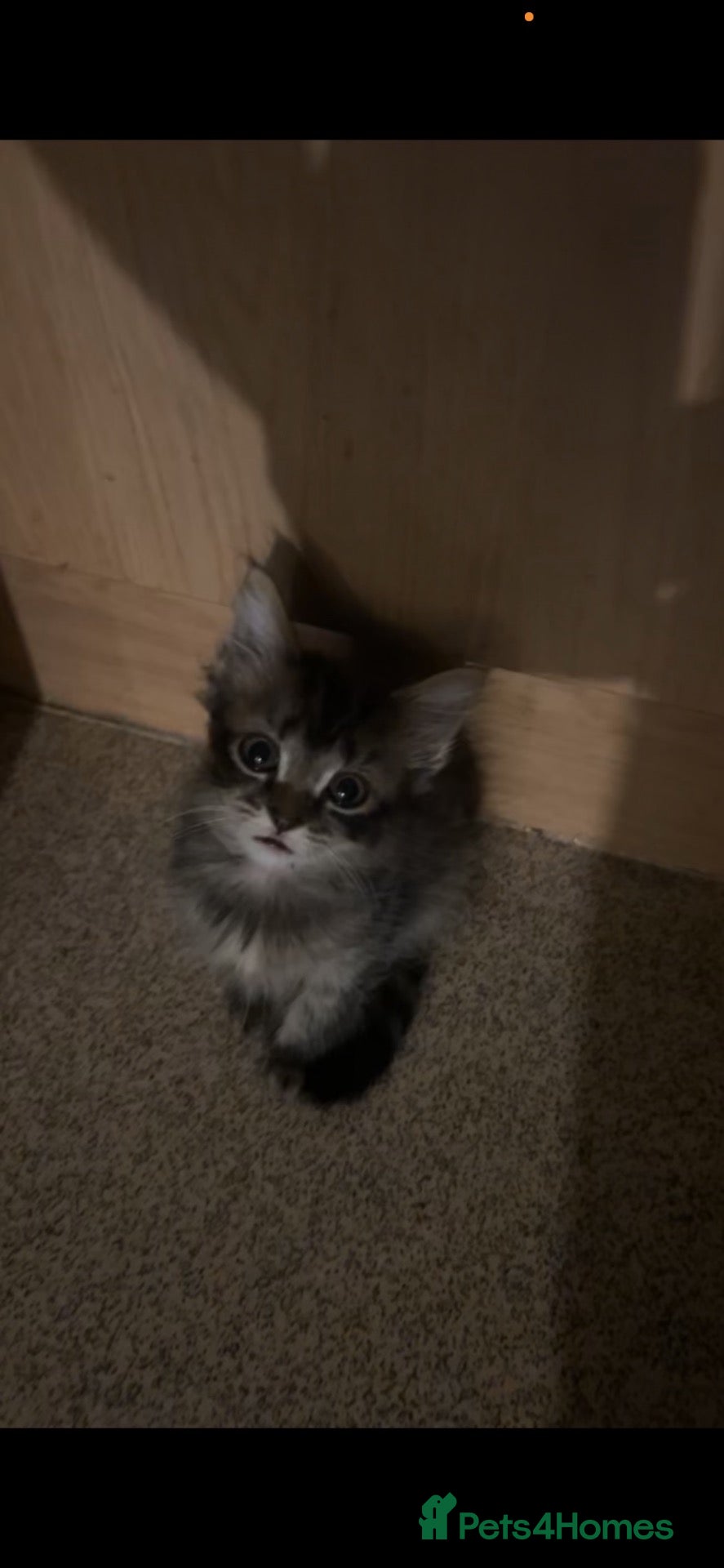 British Shorthair cats 9 Kittens For Sale Ready Now  - Advert 2