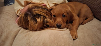 Labrador Retriever dogs KC registered Fox Red labrador puppies for sale - Advert 3