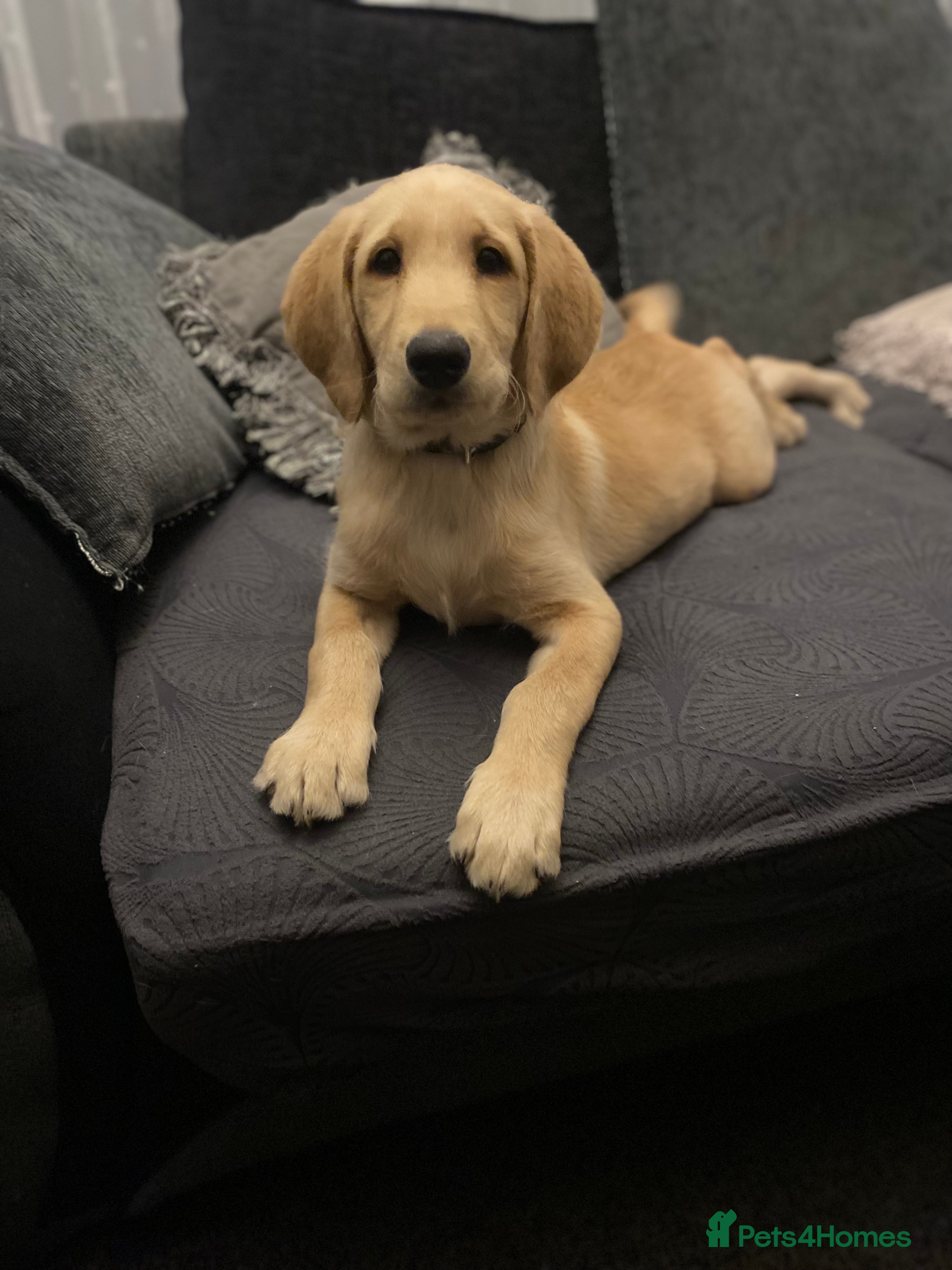 Labradoodle dogs Beautiful labradoodles - Advert 17