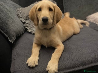 Labradoodle dogs Beautiful labradoodles - Advert 17