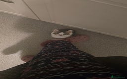 Mixed Breed cats for sale: Gorgeous maine coon X bengal kittens!  - Image 6