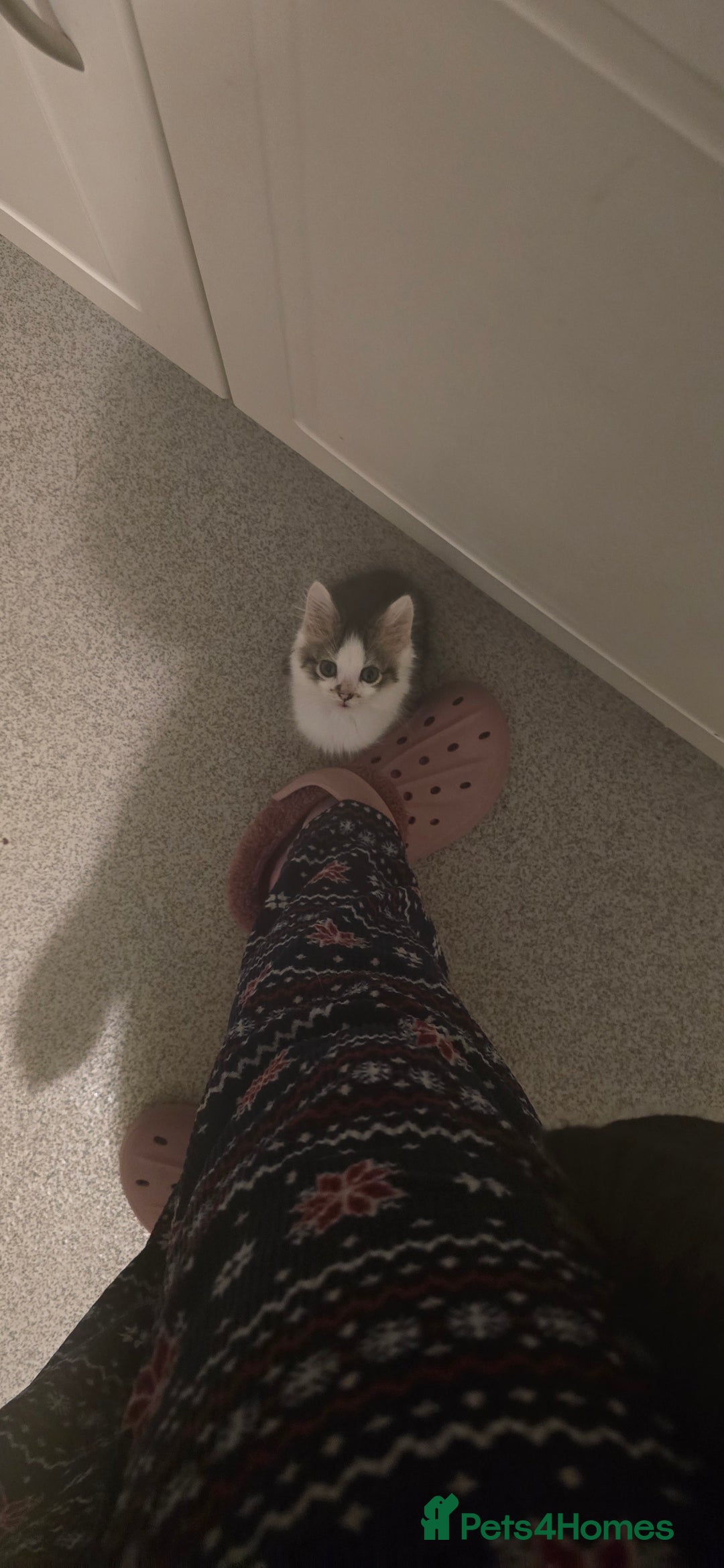 Mixed Breed cats for sale: Gorgeous maine coon X bengal kittens!  - Image 6