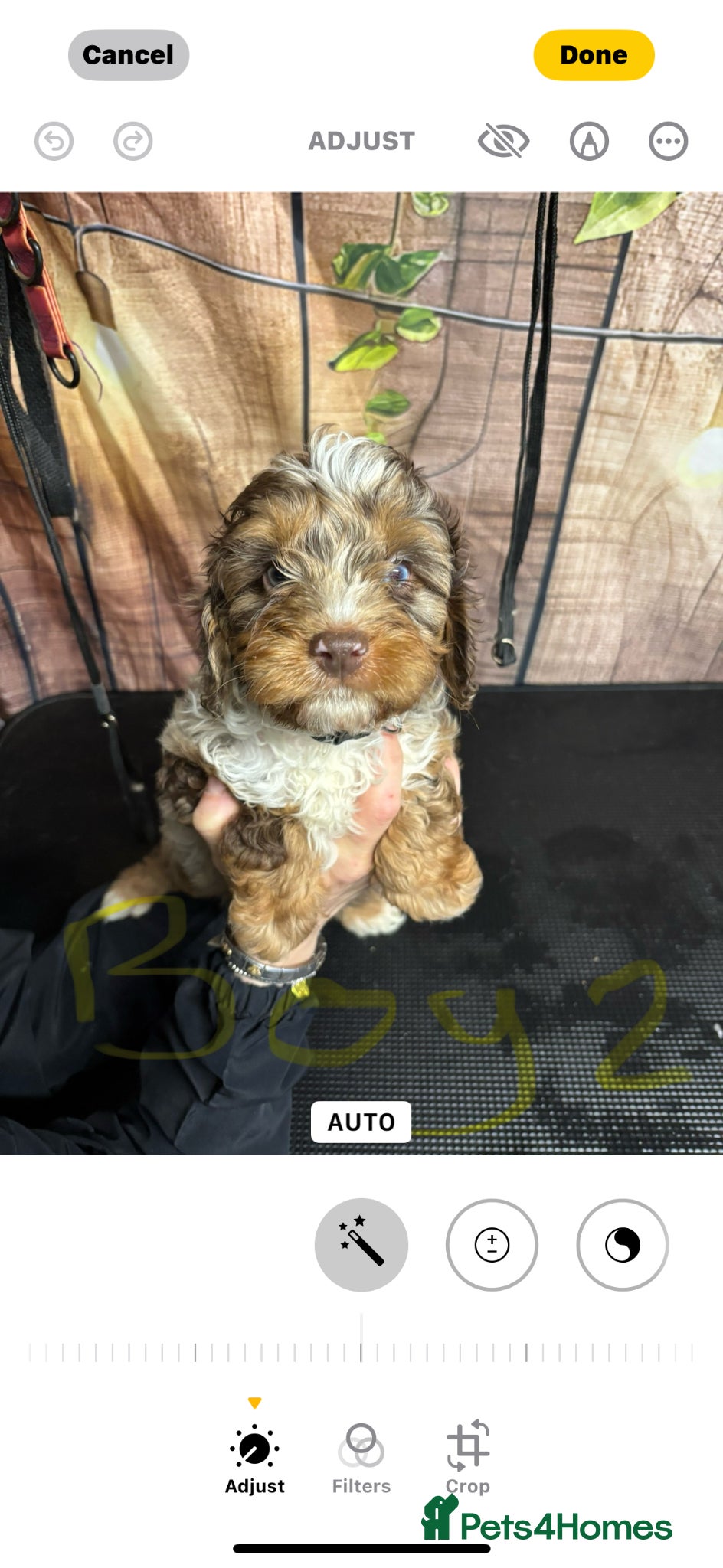 Cavapoo dogs F1B Cavapoos  - Advert 6