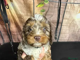 Cavapoo dogs F1B Cavapoos - Advert 6