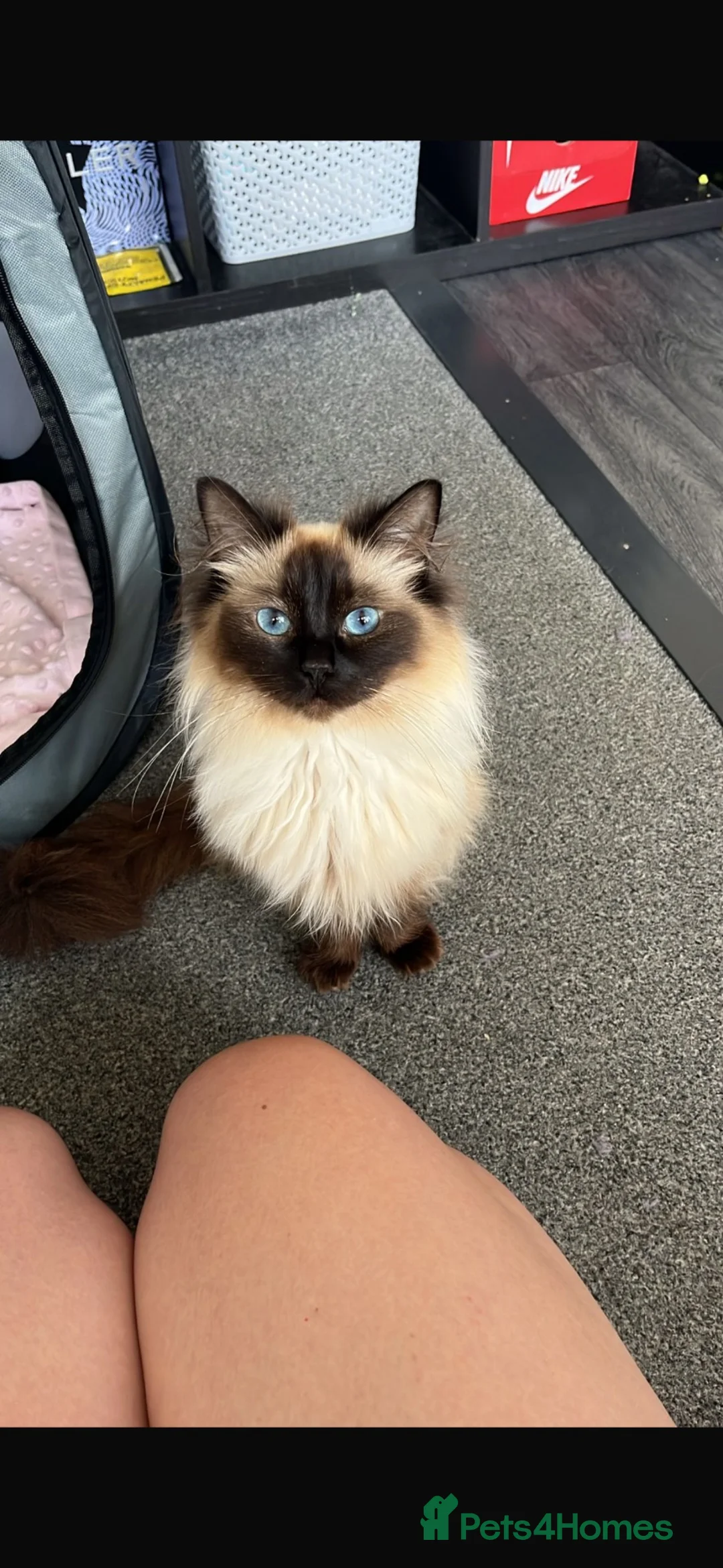 Ragdoll cats for sale: Full ragdoll for rehoming - Advert 1