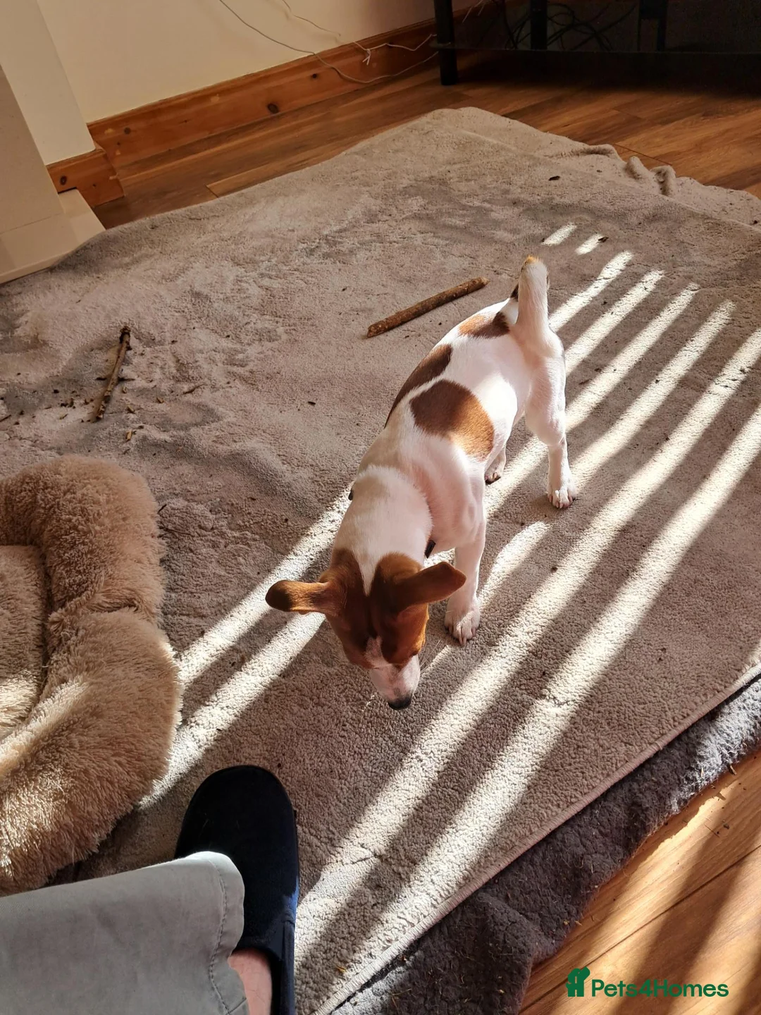 Jack Russell dogs for sale: Betty. 6 months old. in Leyland - Advert 2