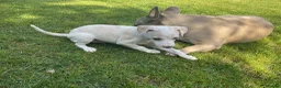 Italian Greyhound dogs for sale: Gorgeous Italian greyhound puppies  - Advert 1