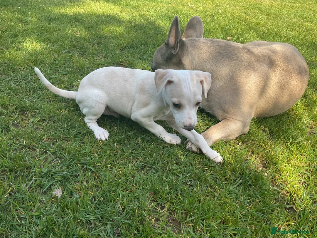 Italian Greyhound dogs for sale: Gorgeous Italian greyhound puppies  - Advert 1