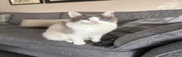 Ragdoll cats for sale: Part bred ragdoll kittens  - Advert 3