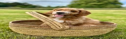 Australian Labradoodle dogs for sale: 🐶Stunning Australian Labradoodles 5⭐Breeder - Advert 5