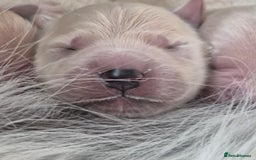 Golden Retriever dogs for sale: 8 beautiful GR - Image 7