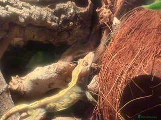 Gecko reptiles - Advert 1