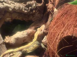 Gecko reptiles 3 Crested geckos. - Advert 1