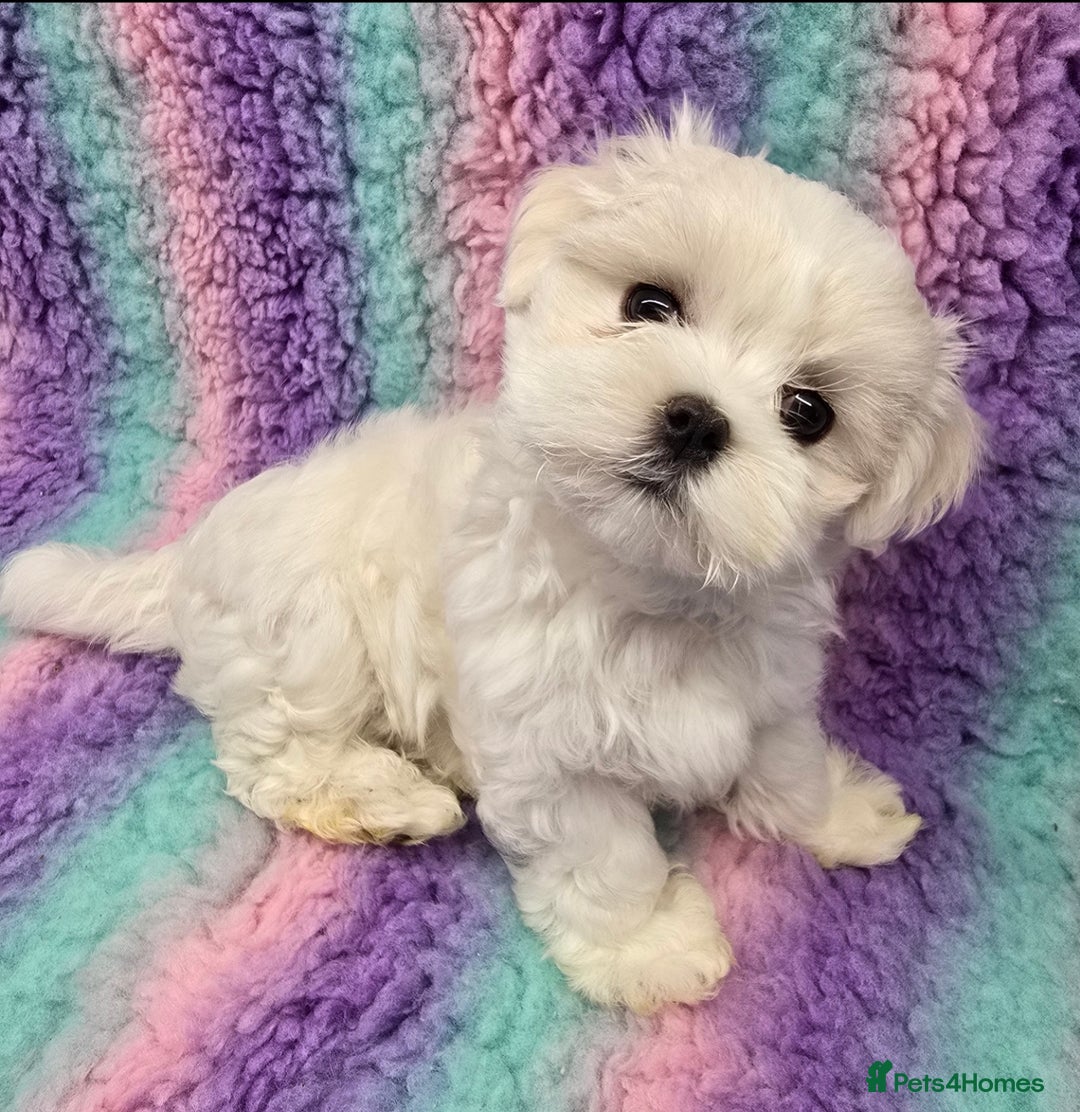 Maltese dogs for sale: FULL KOREAN KC REGISTERED MALTESE PUPIES - Image 10