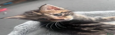 Mixed Breed Kitten 4