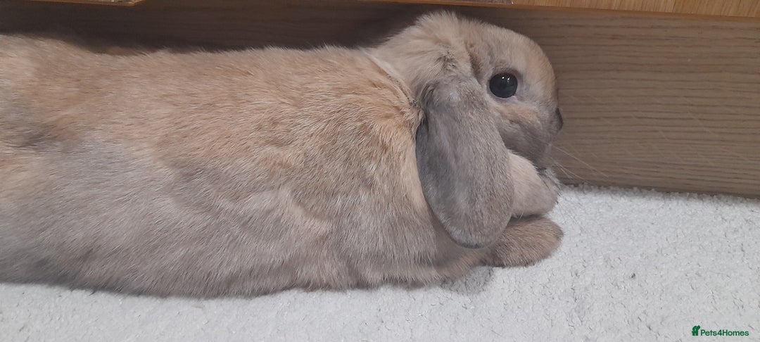 Gallery Image {{count}}