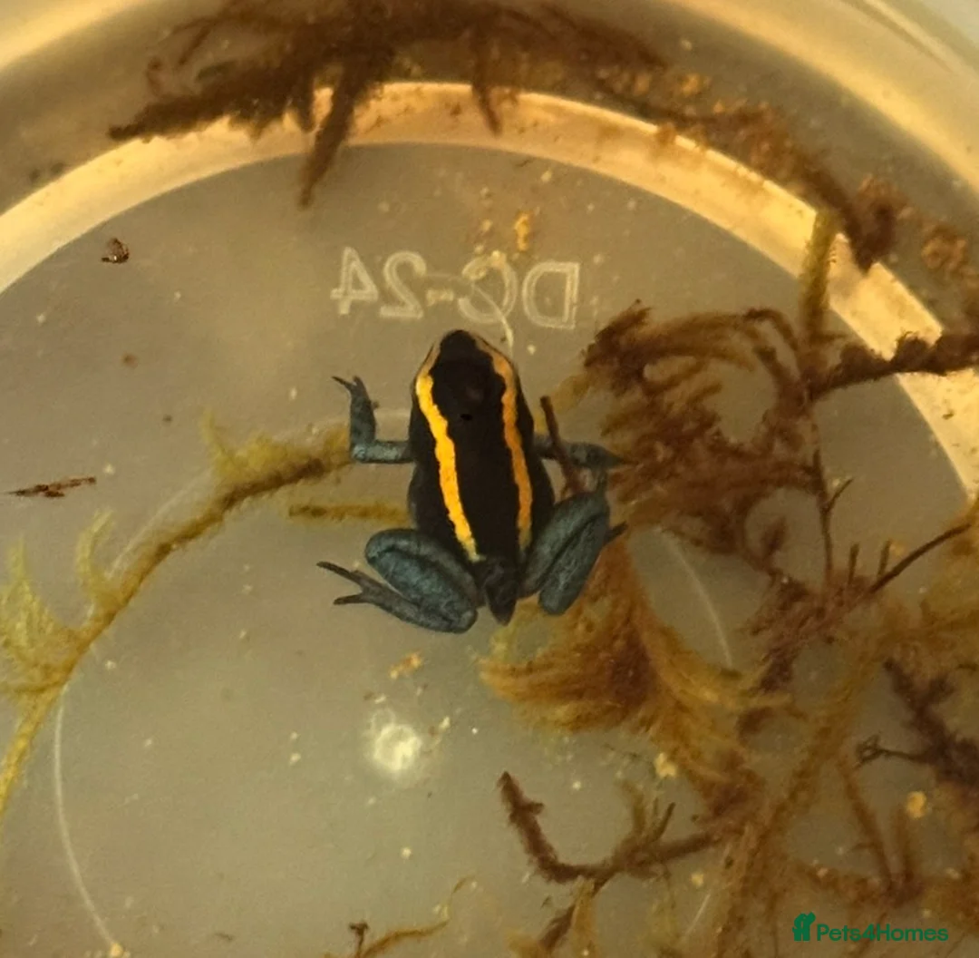 Frog reptiles for sale: Phyllobates Vittatus Dart froglets  - Advert 4