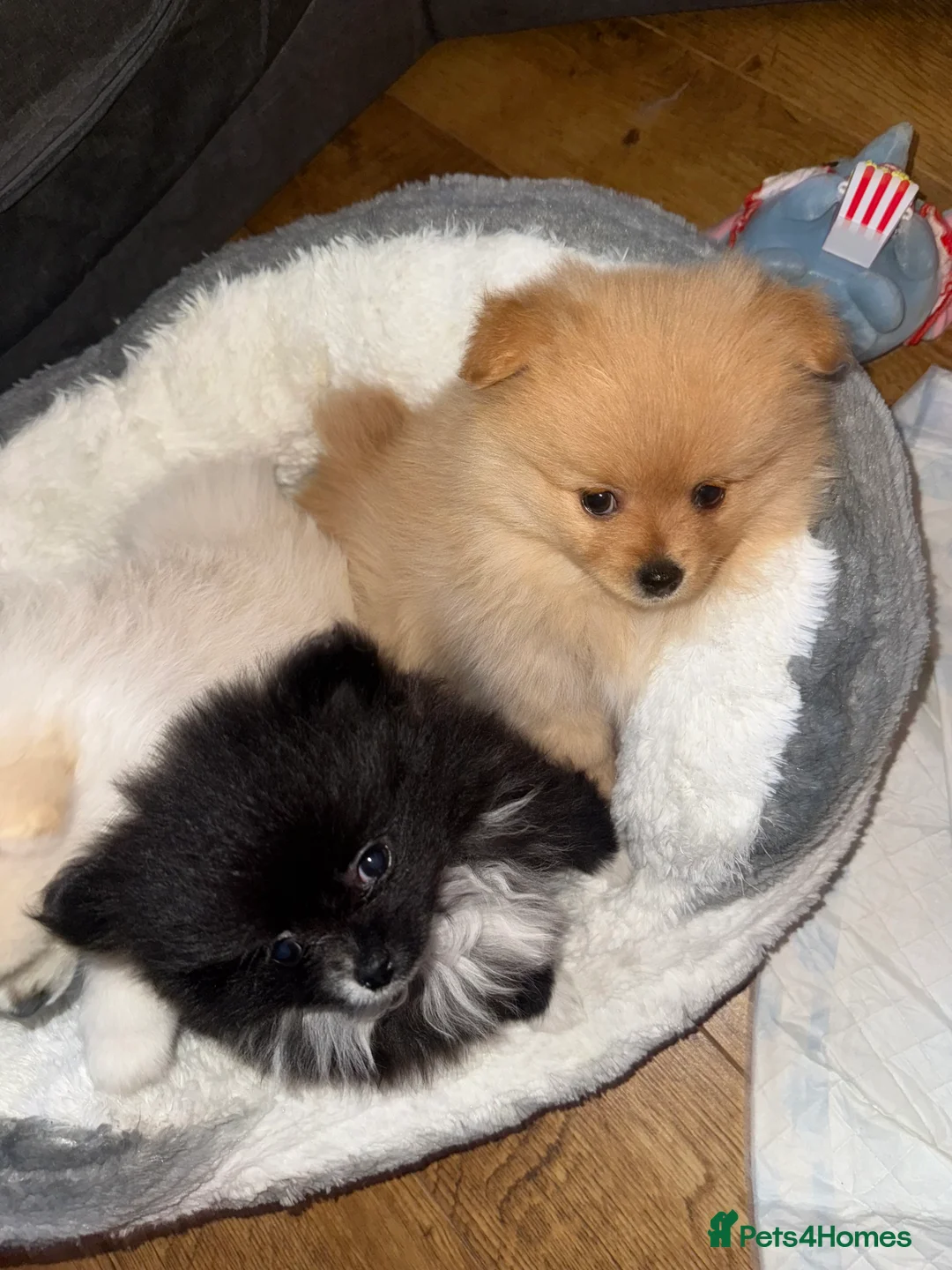 Pomeranian dogs for sale:  Pomeranian puppies  - Advert 4
