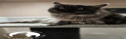 Maine Coon cats for sale: 🐈 ONLY 2 BOYS LEFT! READY FRIDAY 29TH MAY!!! 🐈 - Advert 11