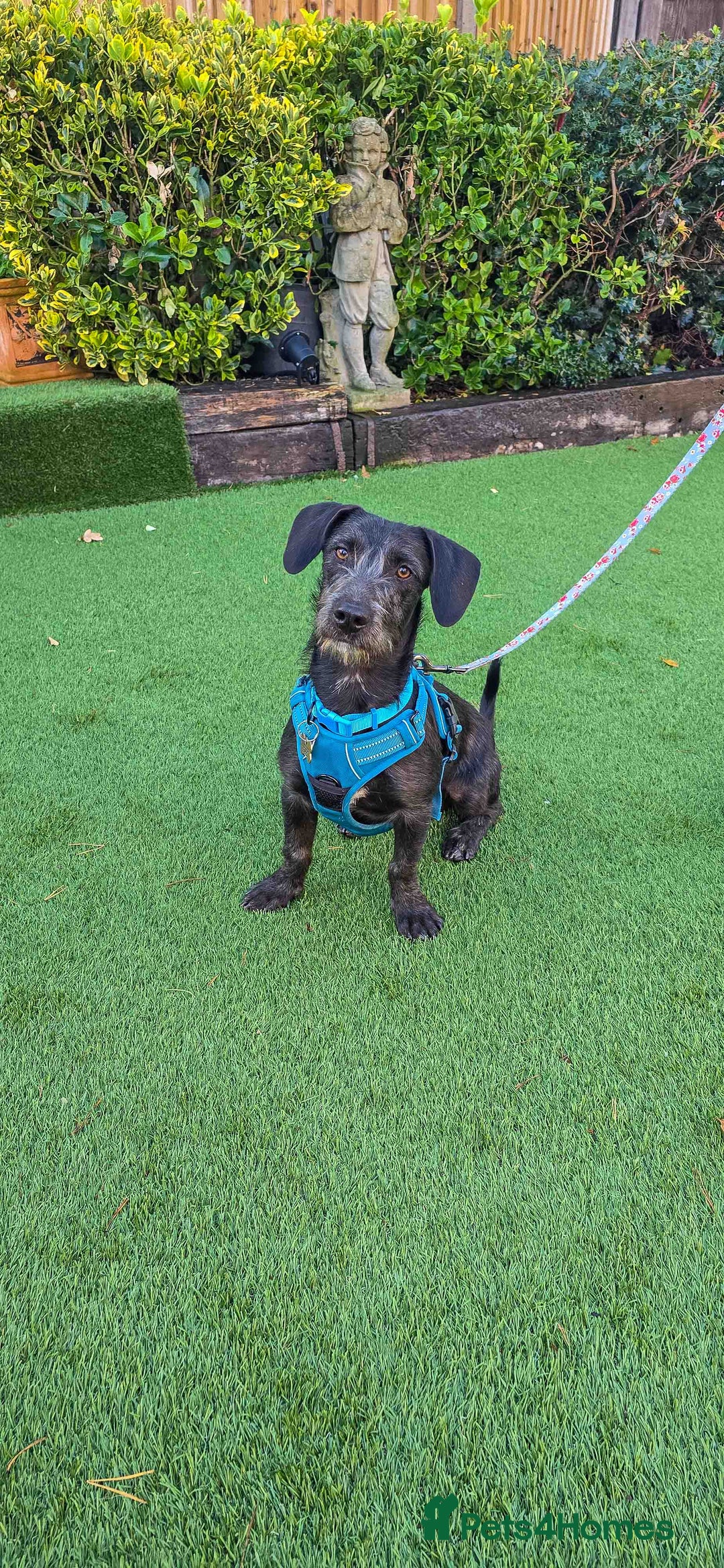 Mixed Breed dogs for adoption: Funny Little Fritz - reserved - Advert 13