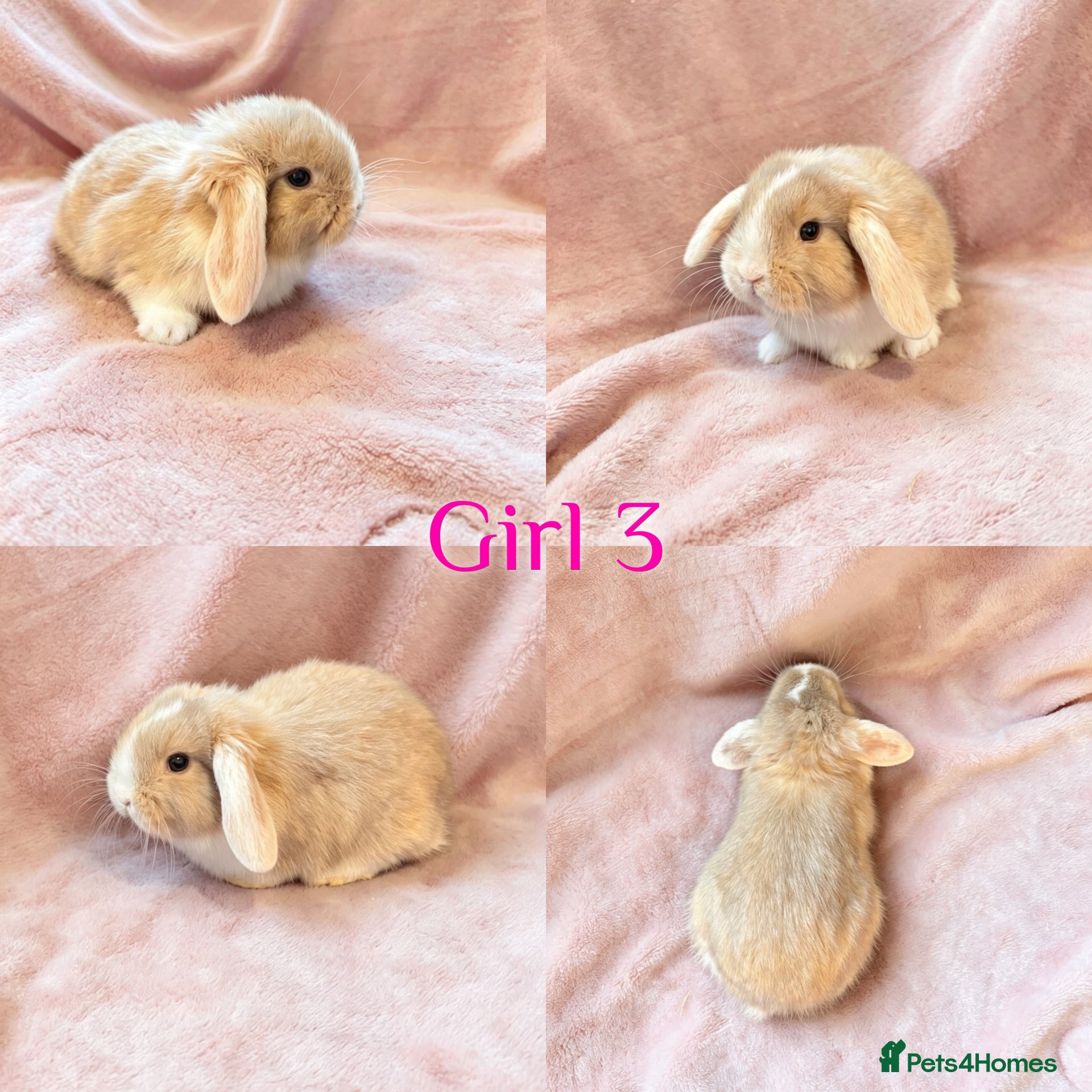 Mini Lop rabbits Baby Mini Lops Ready 08/08 - Advert 2