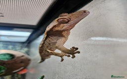 Gecko reptiles for sale: Crested Gecko + Vivarium Full set up  - Image 8
