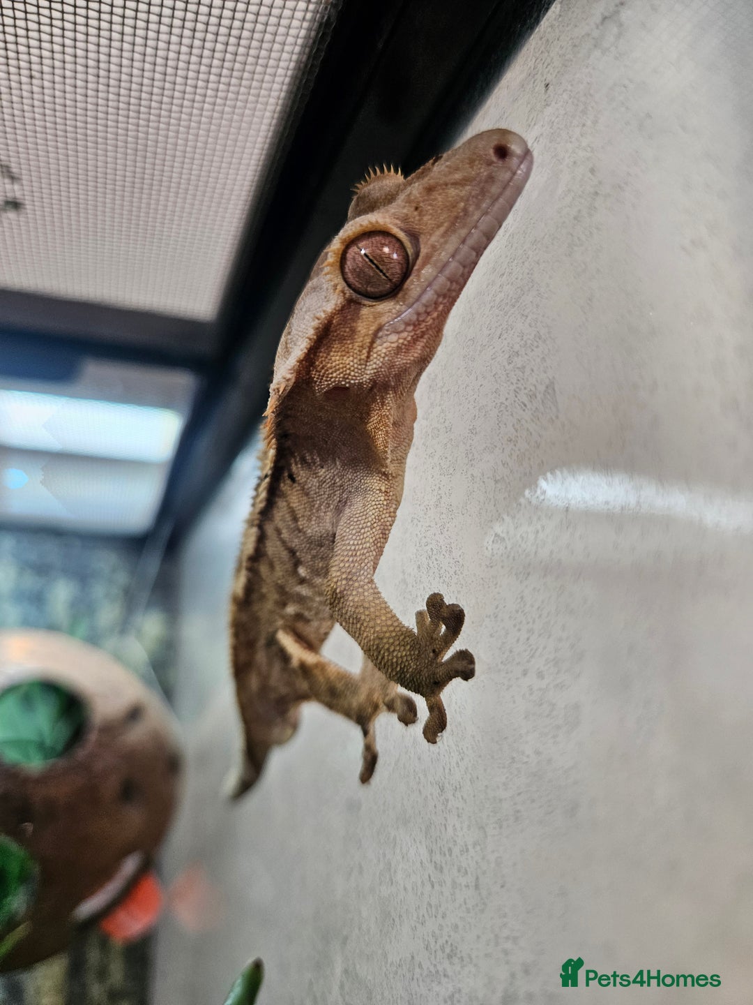 Gecko reptiles for sale: Crested Gecko + Vivarium Full set up  - Image 8