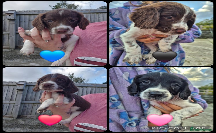 English Springer Spaniel dogs - Advert 9