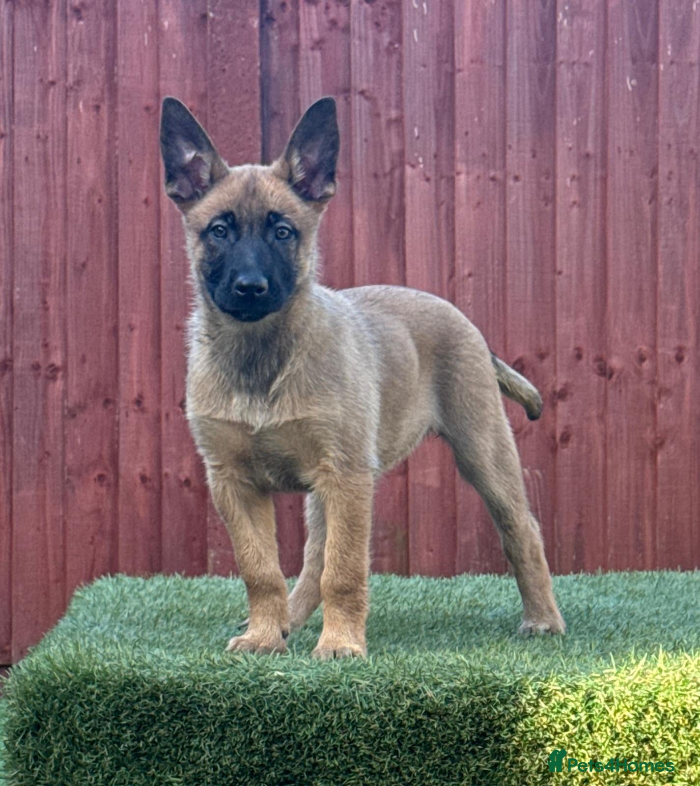 Belgian Shepherd Dog dogs 2 Girls Left READY NOW Belgian Malinois Pups  - Advert 1