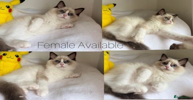 Ragdoll cats - Advert 1