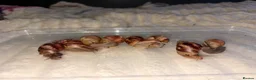 Snails invertebrates for sale: Giant African land snails ready for homes!  - Advert 8