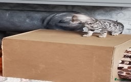 Bengal cats for sale: Silver bengals - Image 14