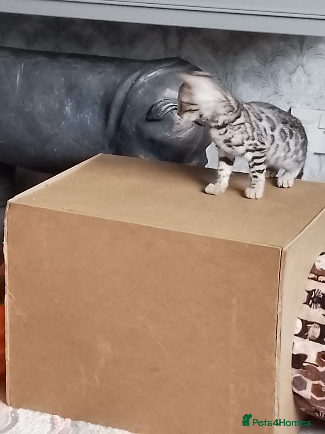 Bengal cats for sale: Silver bengals - Image 14