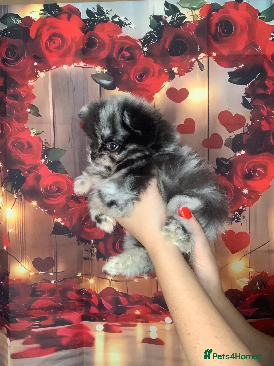 Pomeranian dogs for sale: UNIQUE BEAR FACE POMERANIAN LITTER - Advert 19