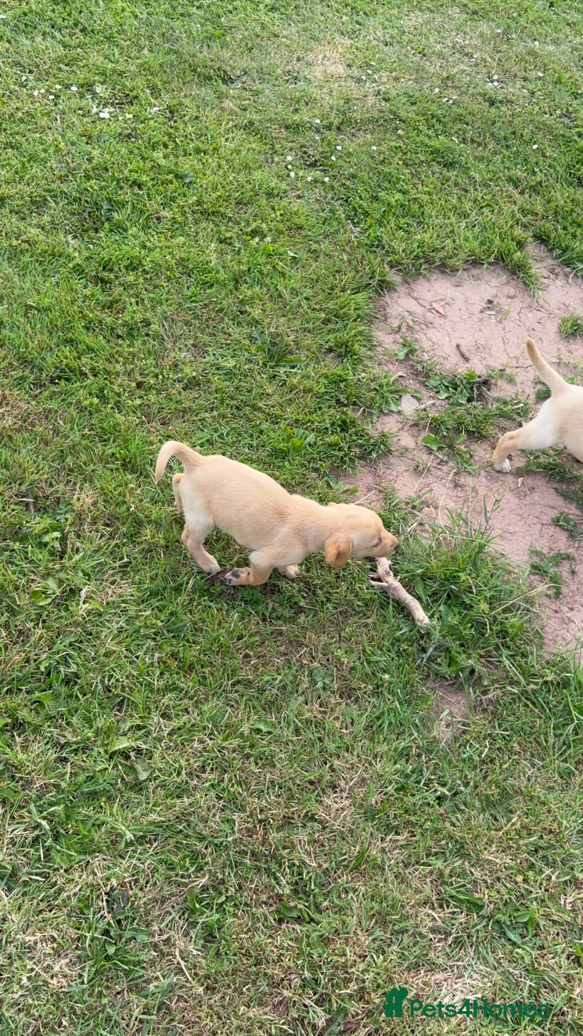 Labrador Retriever dogs Ashley quested - Advert 2