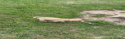 Labrador Retriever dogs for sale: Ashley quested - Advert 2