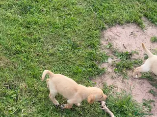 Labrador Retriever dogs Ashley quested - Advert 2