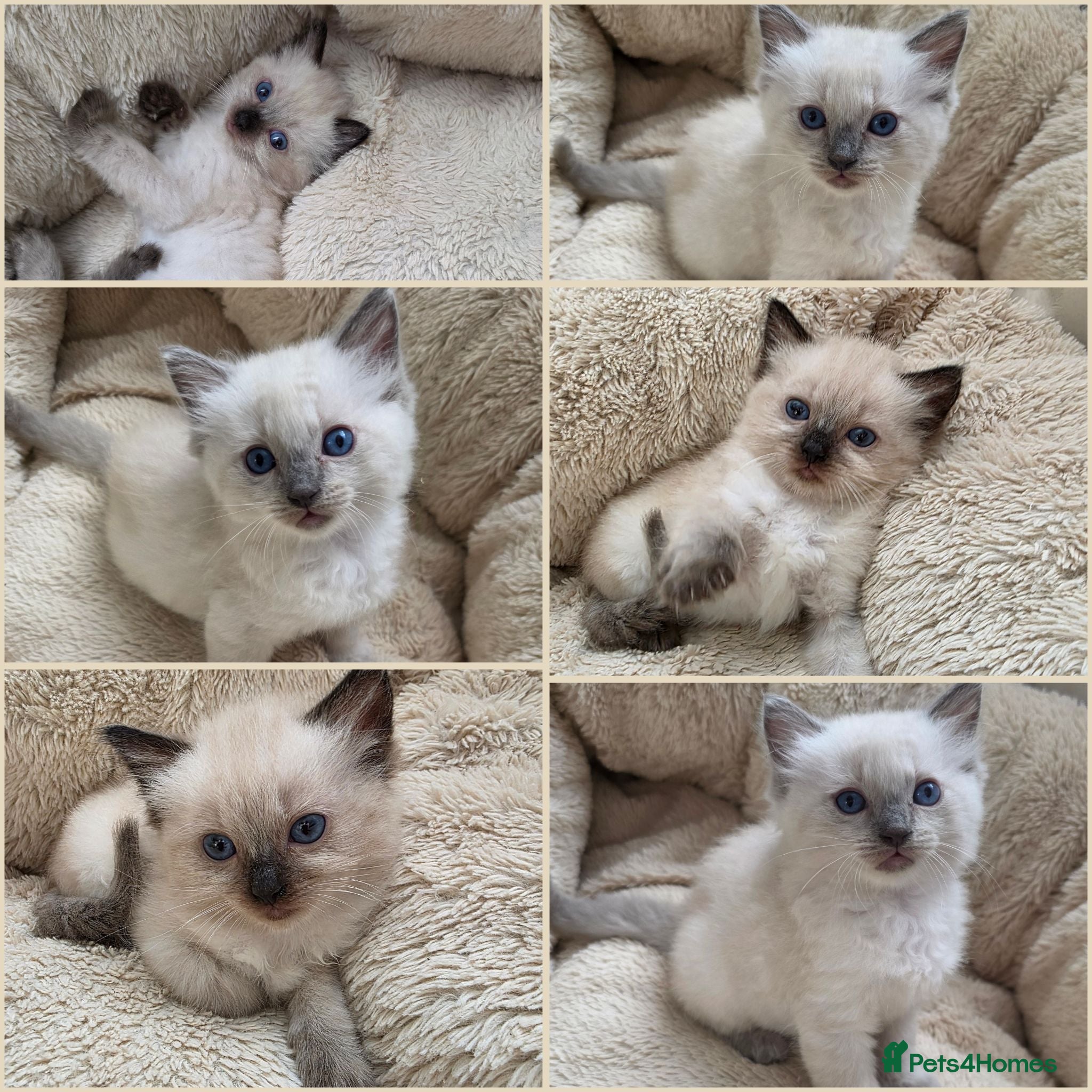 Ragdoll cats Ragdolls kittens.Ready for pickup now😻🙀 - Advert 1