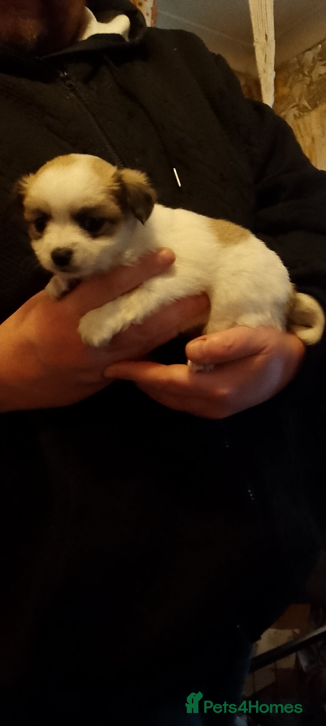Chihuahua dogs for sale:  Chihuahua puppies can be seen with mum and dad  - Advert 18