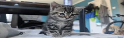Mixed Breed cats for sale: Grey tabby Kitten ready for a home in London - Advert 15