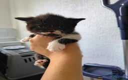 Persian cats for sale: Exotic Persian x ragx - Image 1