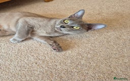 Burmese cats for sale: Gorgeous Blue Male Burmese Kitten - Image 11