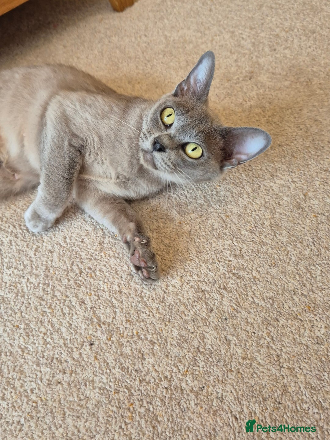 Burmese cats for sale: Gorgeous Blue Male Burmese Kitten - Image 11