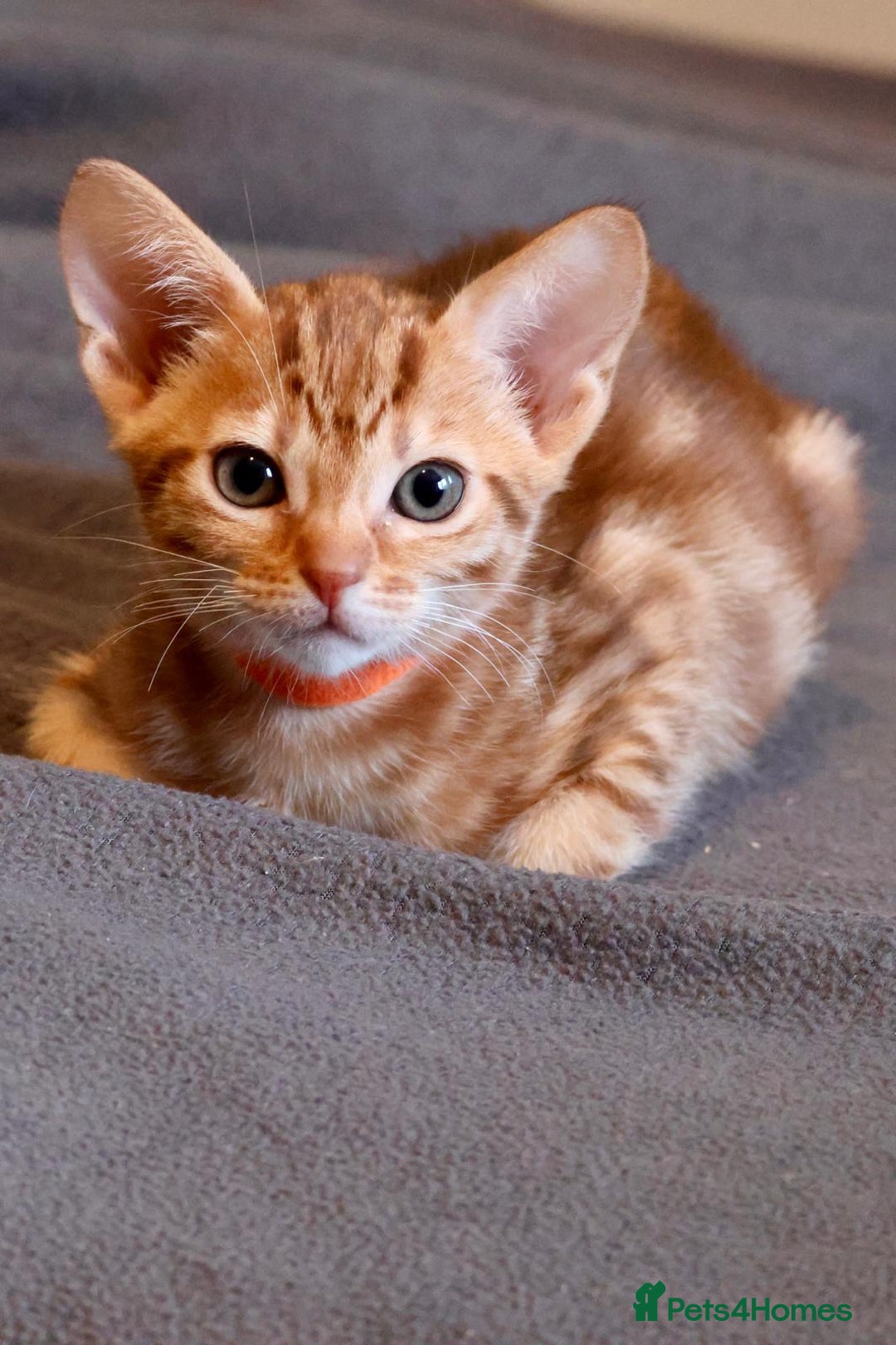 Ocicat cats for sale: Stunning Ocicat Kittens in Aberdeenshire - Advert 16