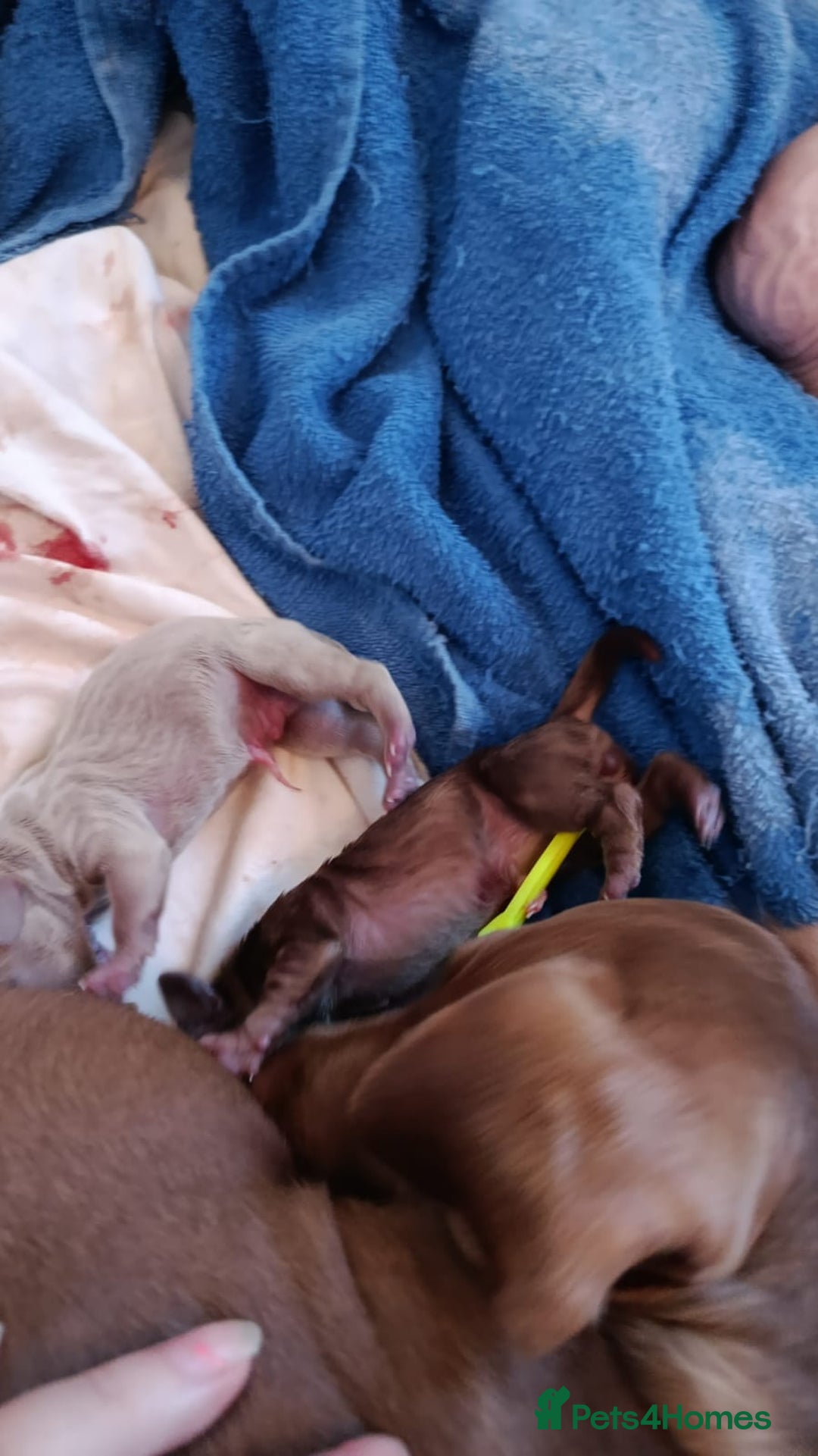 Dachshund dogs for sale: kc REG PRA CLR miniature dachshunds  - Advert 2