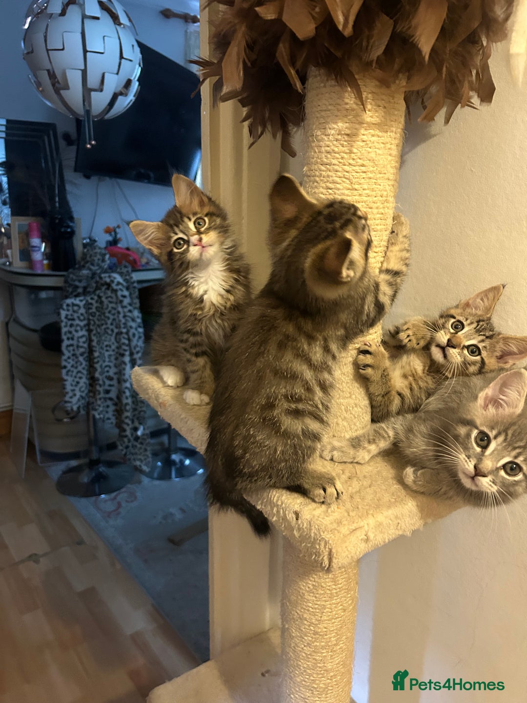 Maine Coon cats for sale: Beautiful tabby Maine Coon X kittens  - Image 7