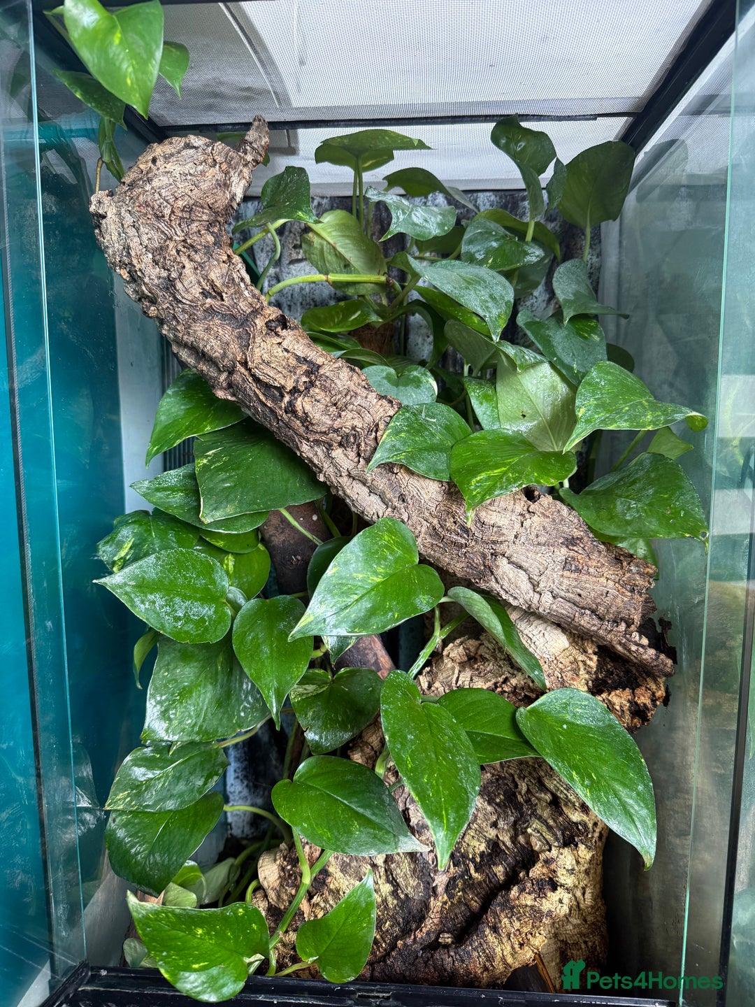 Gecko reptiles for sale: Male Crested Gecko Dalmatian with full setup - Image 2