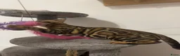 Bengal cats for sale: Beautiful Bengal Girl Kitten. Ready Now – TICA Reg - Advert 4