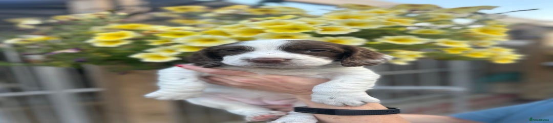 English Springer Spaniel Puppy 6